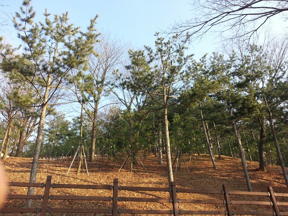 E하늘 보건복지부 장사정보서비스 포털 제공 이미지 - 수목장 전경